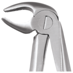 Lower Premolars
