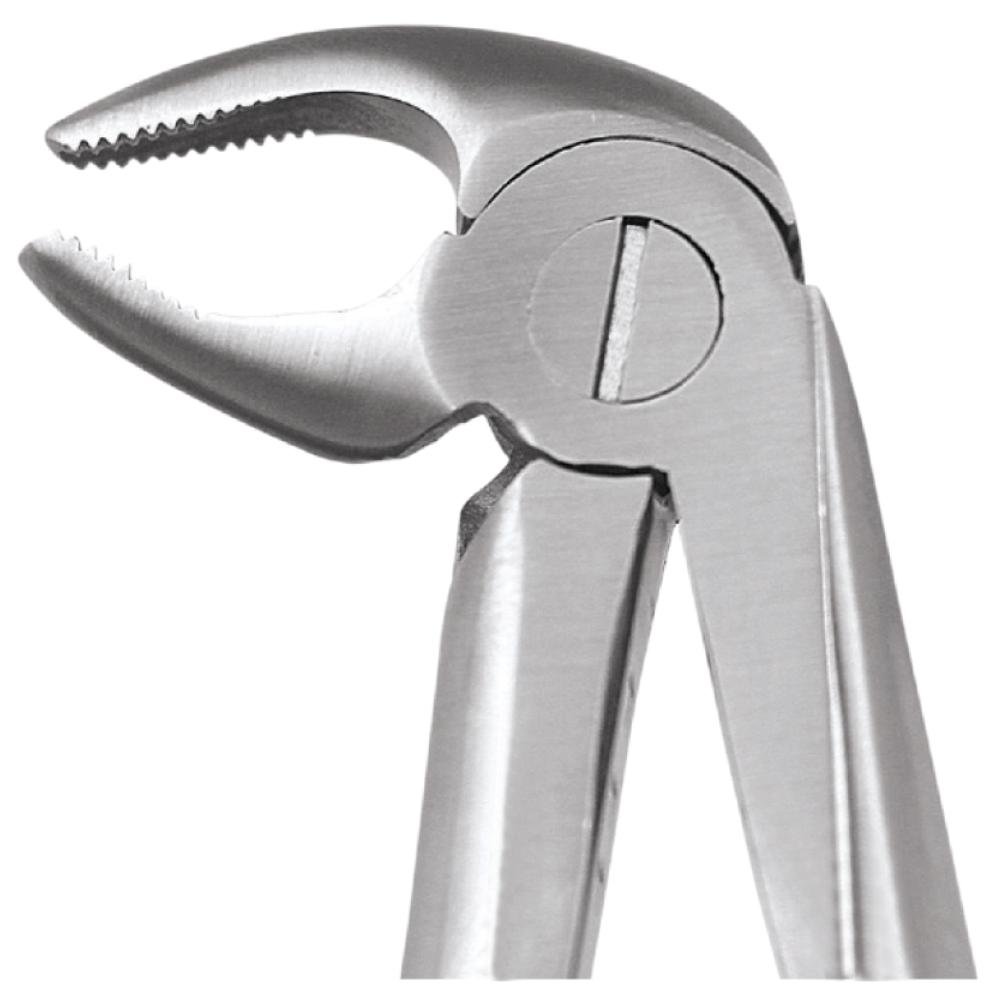 L1-019 Lower Premolars - Image 1